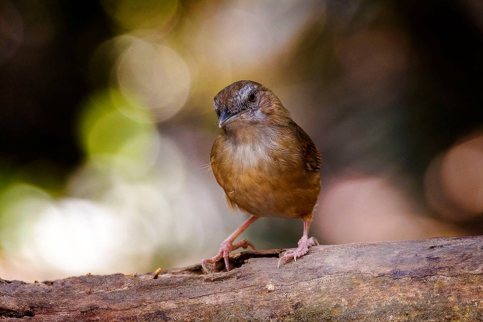 juvenile